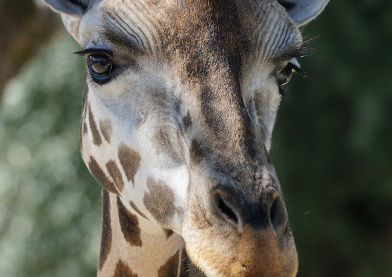 78788 Natur - Giraffe