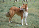 35246 Tierwelt - Collie
