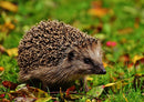 16859 Tierwelt - Igel im Laub