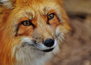29633 Tierwelt - Fuchs