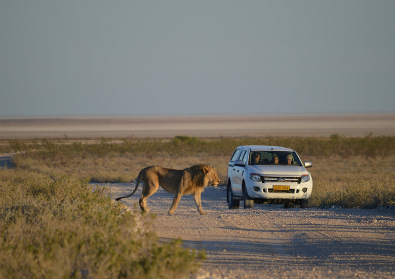 79921 Tierwelt - Safari