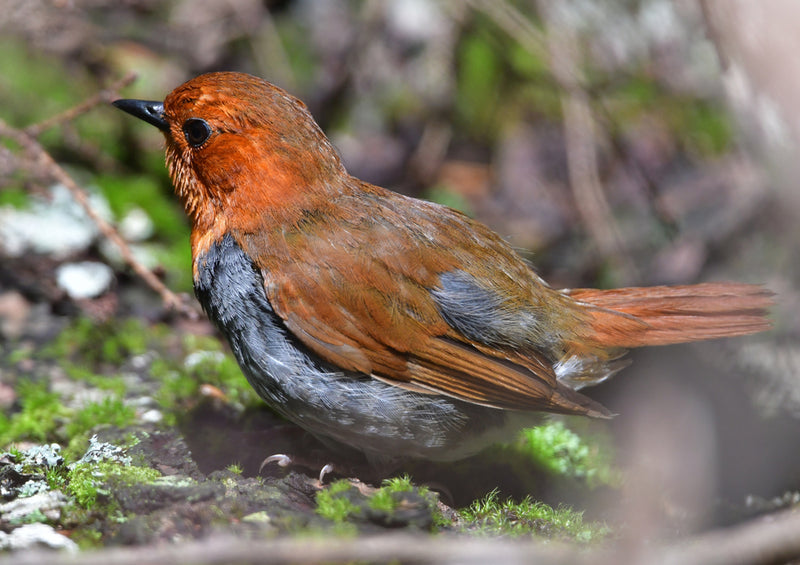 71836 Tierwelt - Vogel