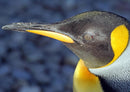 16986 Tierwelt - Königspinguin