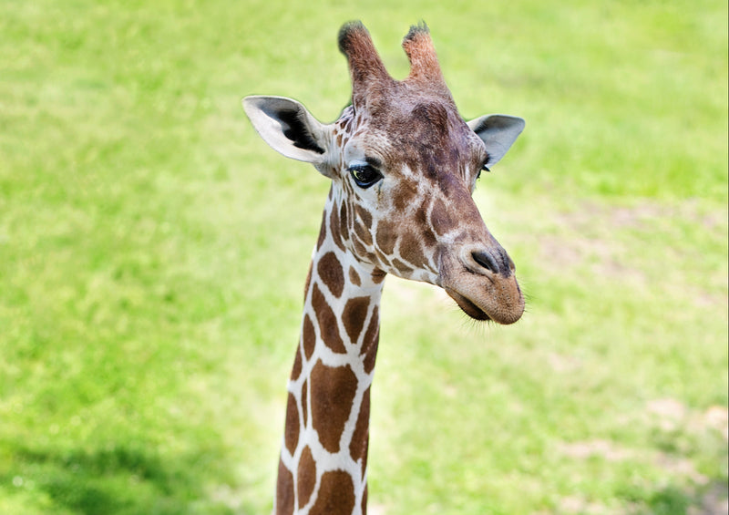 78969 Natur - Giraffe