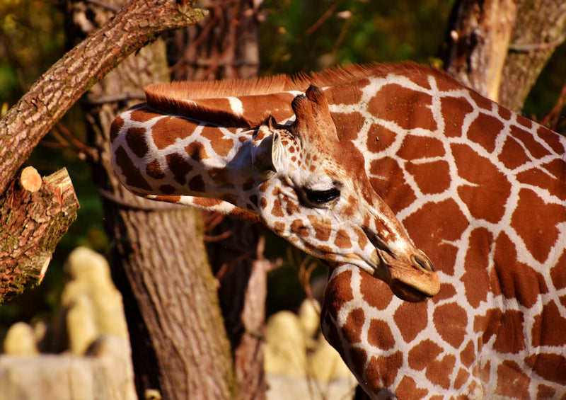 79024 Natur - Giraffe