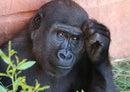 84144 Natur - Gorilla