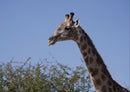 76928 Tierwelt - Giraffe
