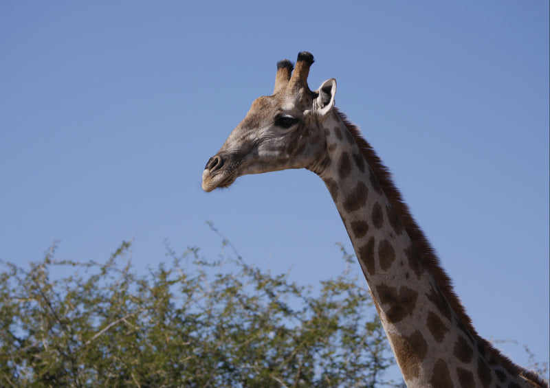 76928 Tierwelt - Giraffe