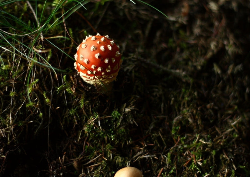 40874 Natur - Pilz