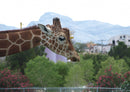 77860 Tierwelt - Giraffe
