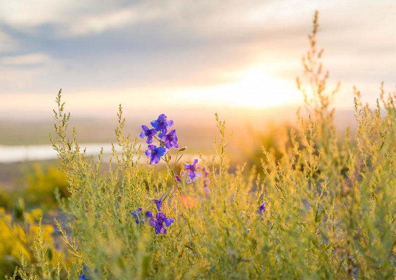 24002 Natur - Blumenwiese