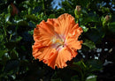 21546 Natur - Hibiskus