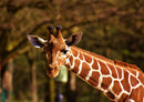 84537 Natur - Giraffe