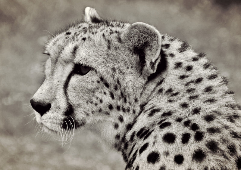 80418 Natur - Gepard