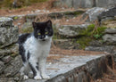 29793 Tierwelt - Katze