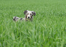 29888 Tierwelt - Hund