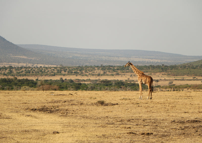 78995 Natur - Giraffe