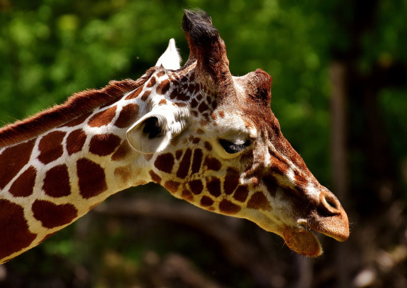 79111 Natur - Giraffe