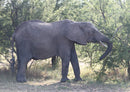 86827 Tierwelt - Elefant