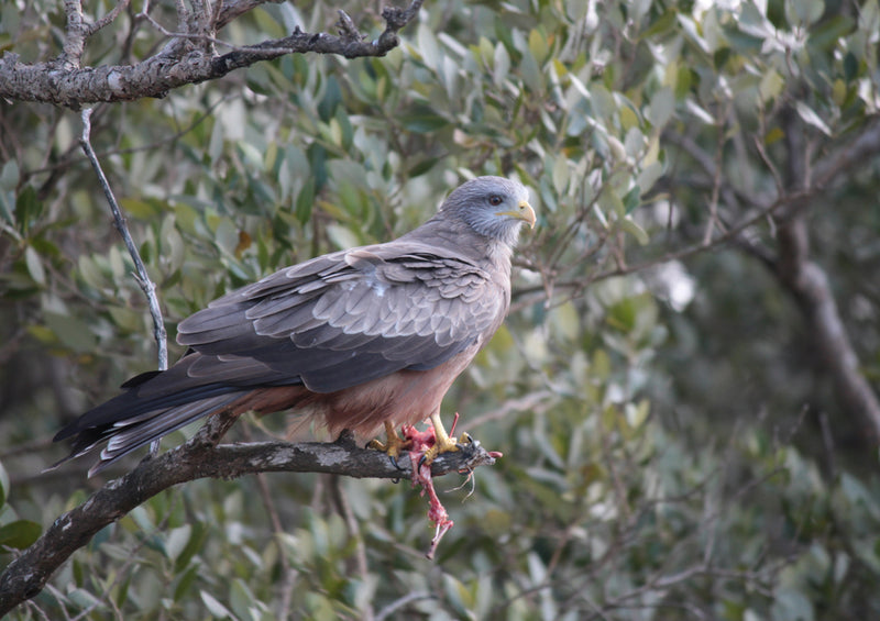 83318 Natur - Greifvogel