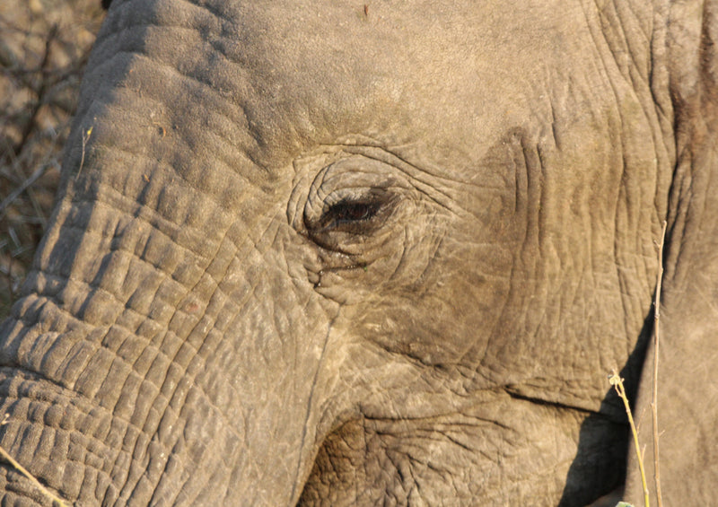 87176 Tierwelt - Elefant