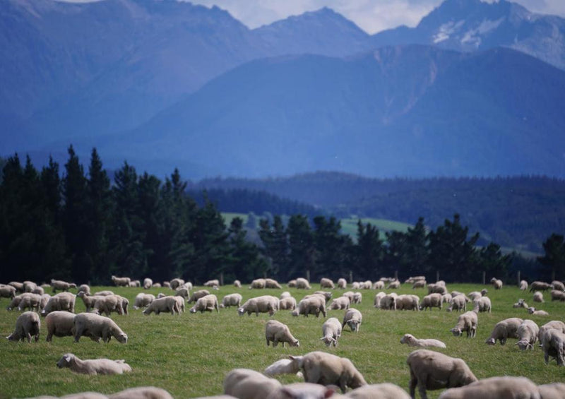 23849 Natur - Schafe auf Weide