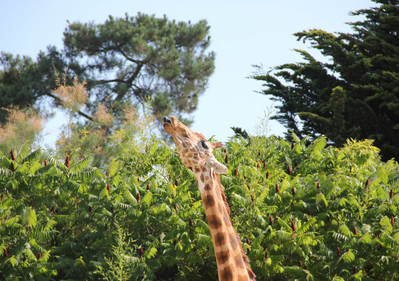 78215 Natur - Giraffe