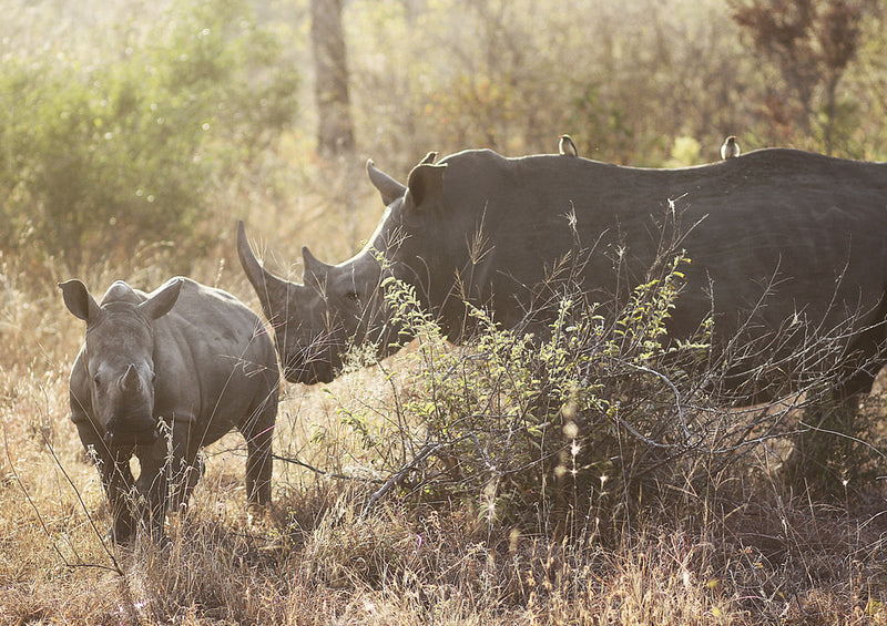 71103 Natur - Nashorn