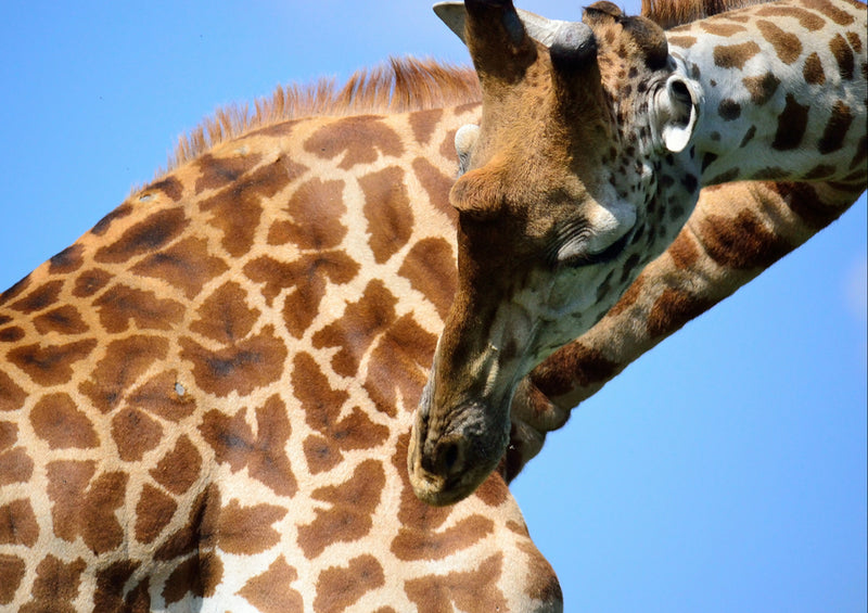 80604 Natur - Giraffe