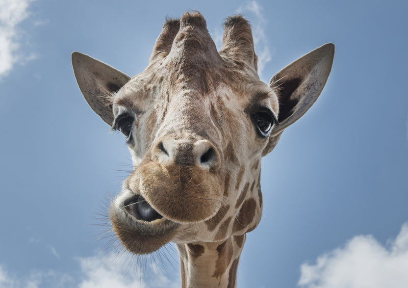 78869 Natur - Giraffe