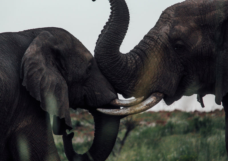 76671 Tierwelt - Elefanten