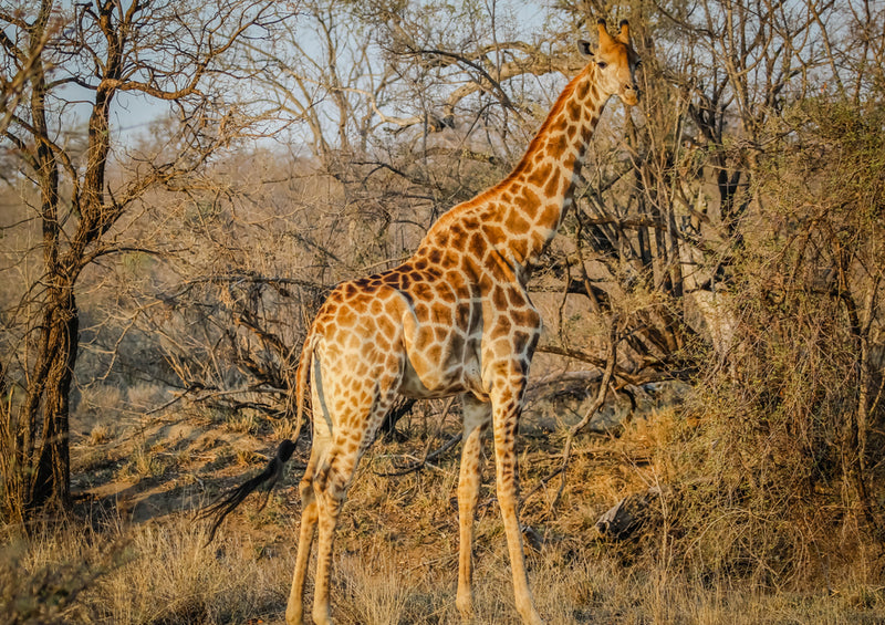 78958 Natur - Giraffe