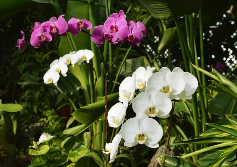 21581 Natur - Orchidee