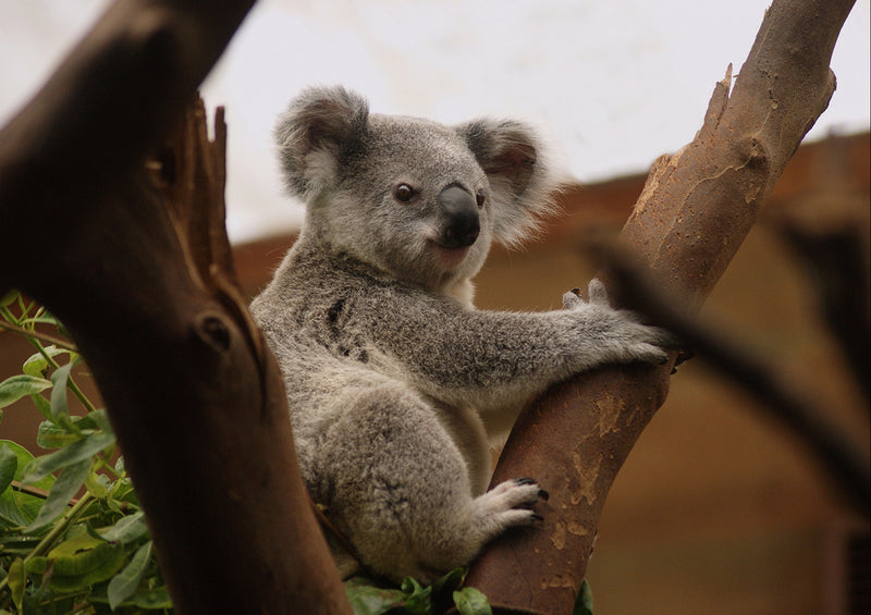 70500 Tierwelt - Koalabär