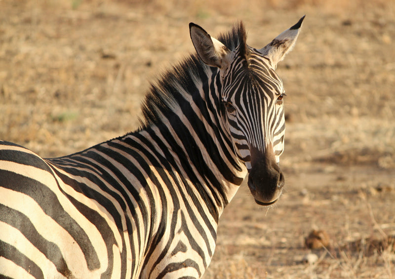 80799 Natur - Zebra