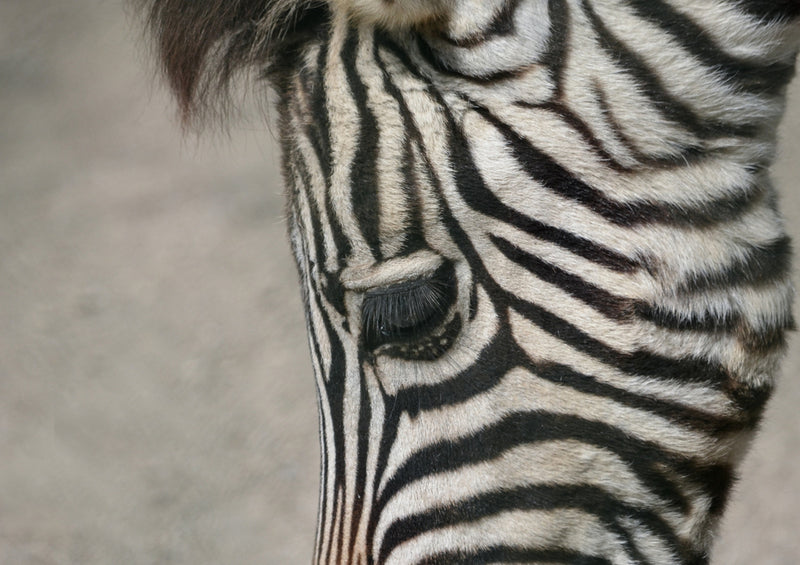 84819 Tierwelt - Zebra