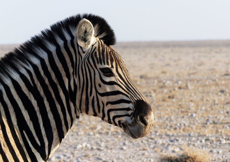 83097 Natur - Zebra