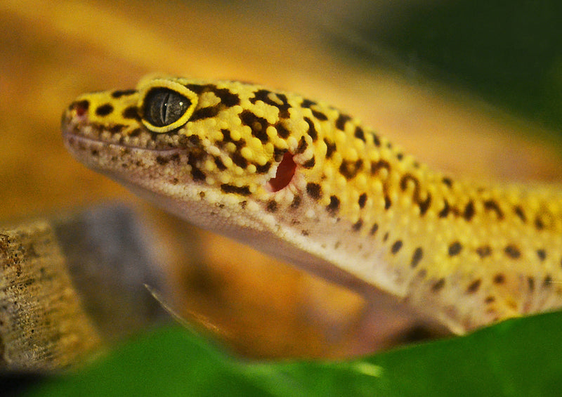 76949 Tierwelt - Gecko