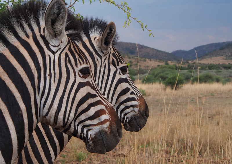 83427 Natur - Zebra