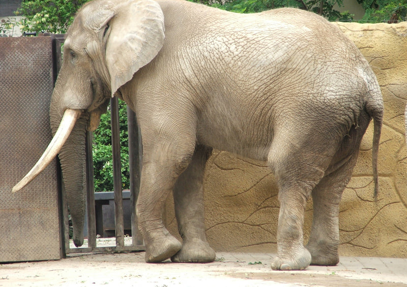 85388 Tierwelt - Elefant