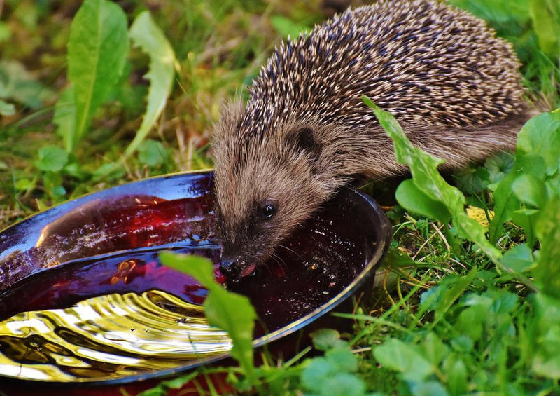 20358 Tierwelt - Igel