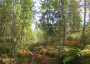 72482 Natur - Wald