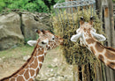 77903 Tierwelt - Giraffen
