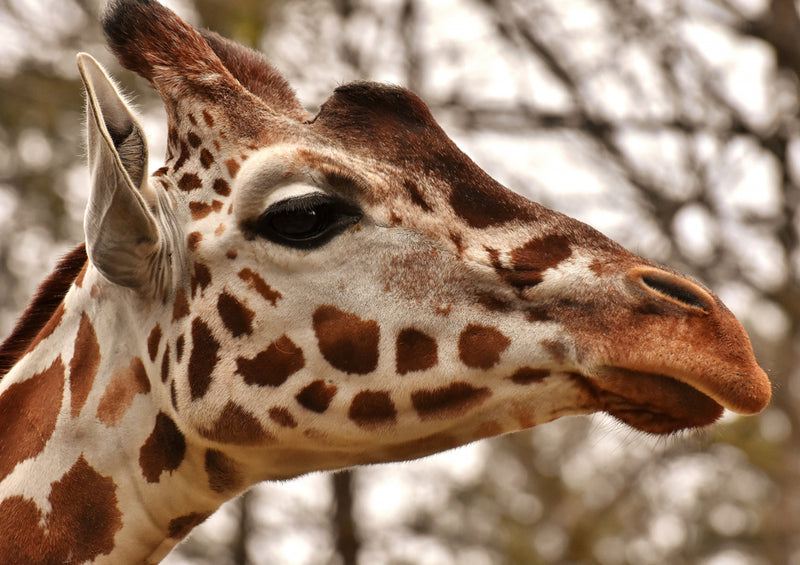 79149 Natur - Giraffe