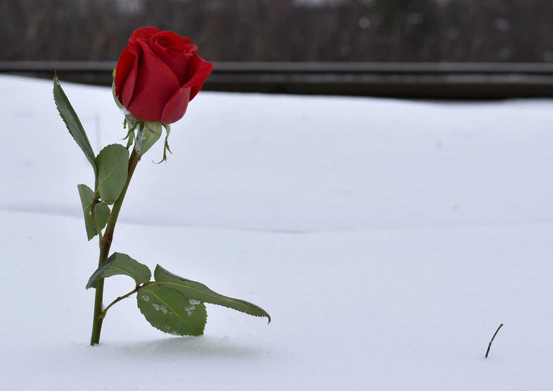 108373 Natur - Rote Rose im Schnee