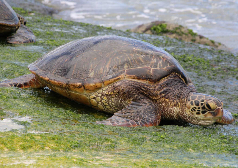 103527 Tierwelt - Wasserschildkröte