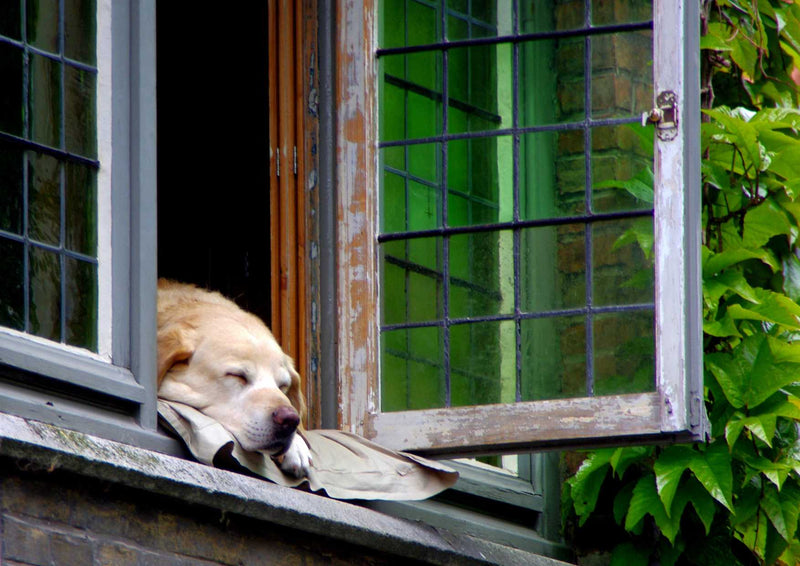 105601 Tierwelt - Schlafender Hund