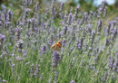 98995 Natur - Lavendel