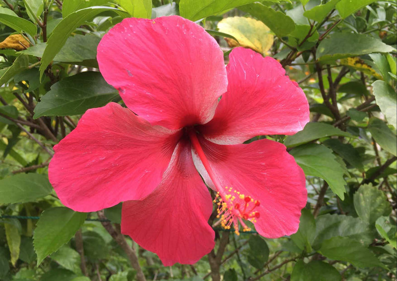 102946 Natur - Hibiskus