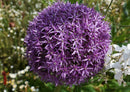 98692 Natur - Blume